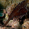 Ghost Pipefish